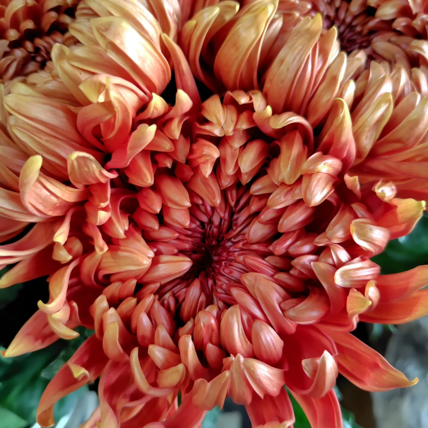 マノアサーモン