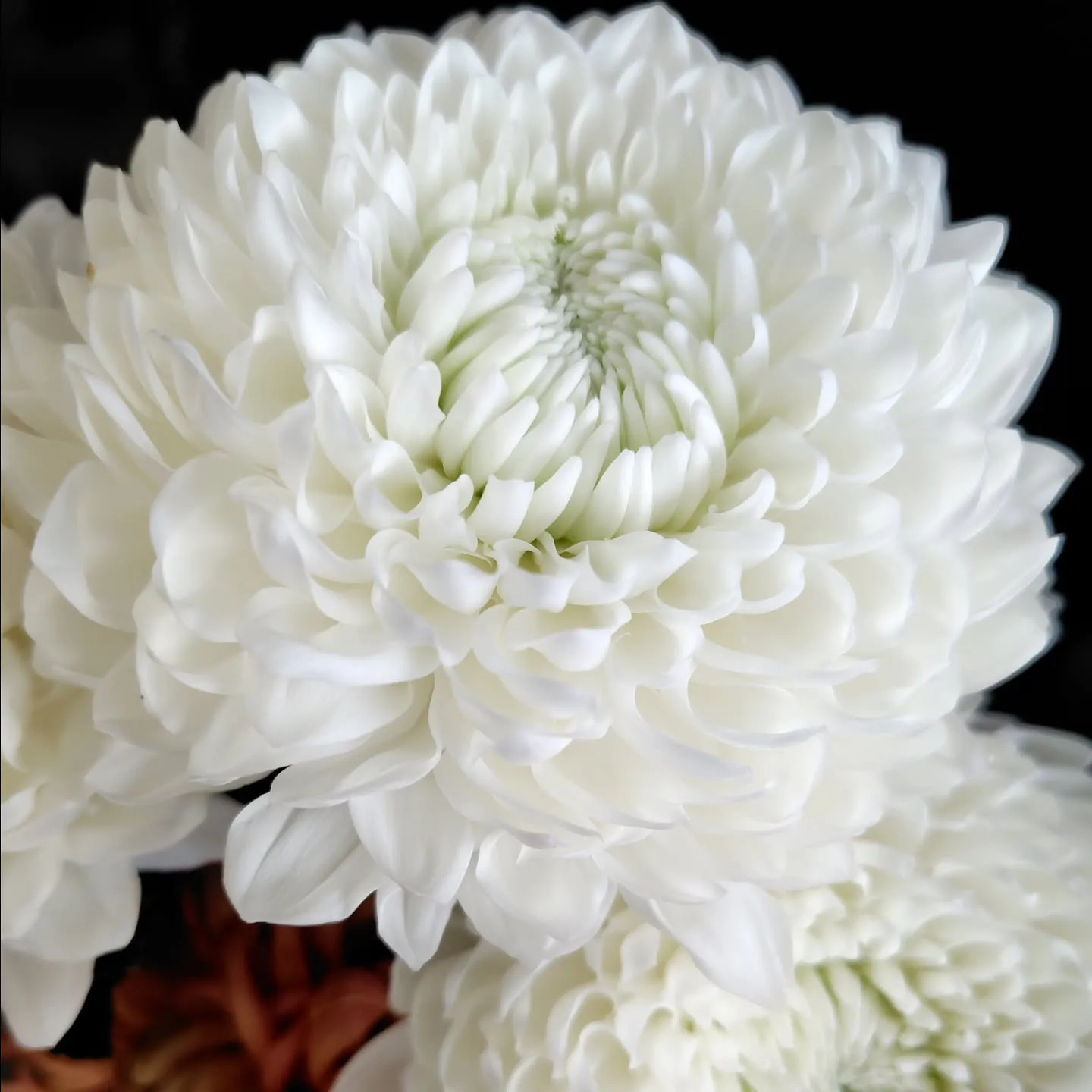 マノアサーモン