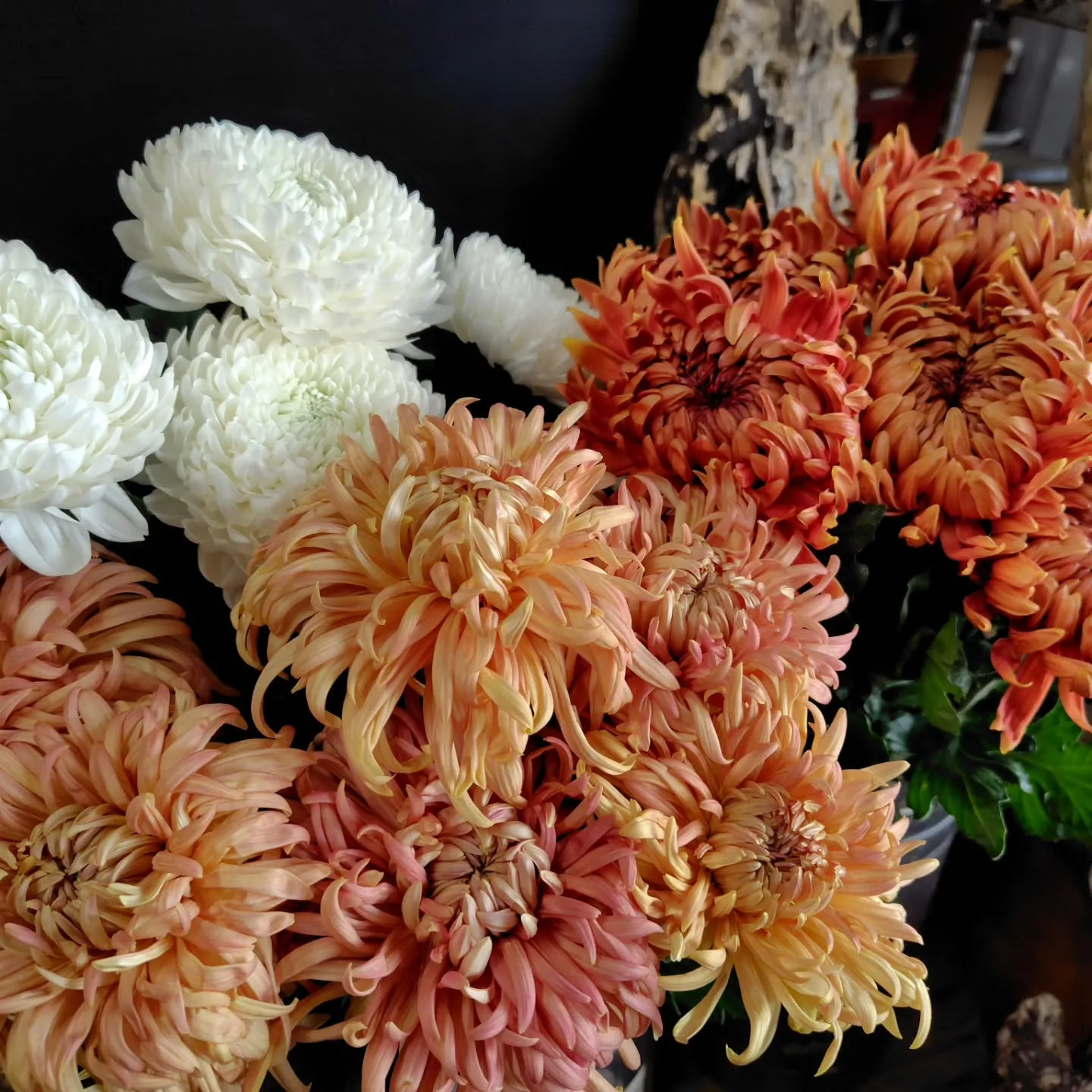 マノアサーモン