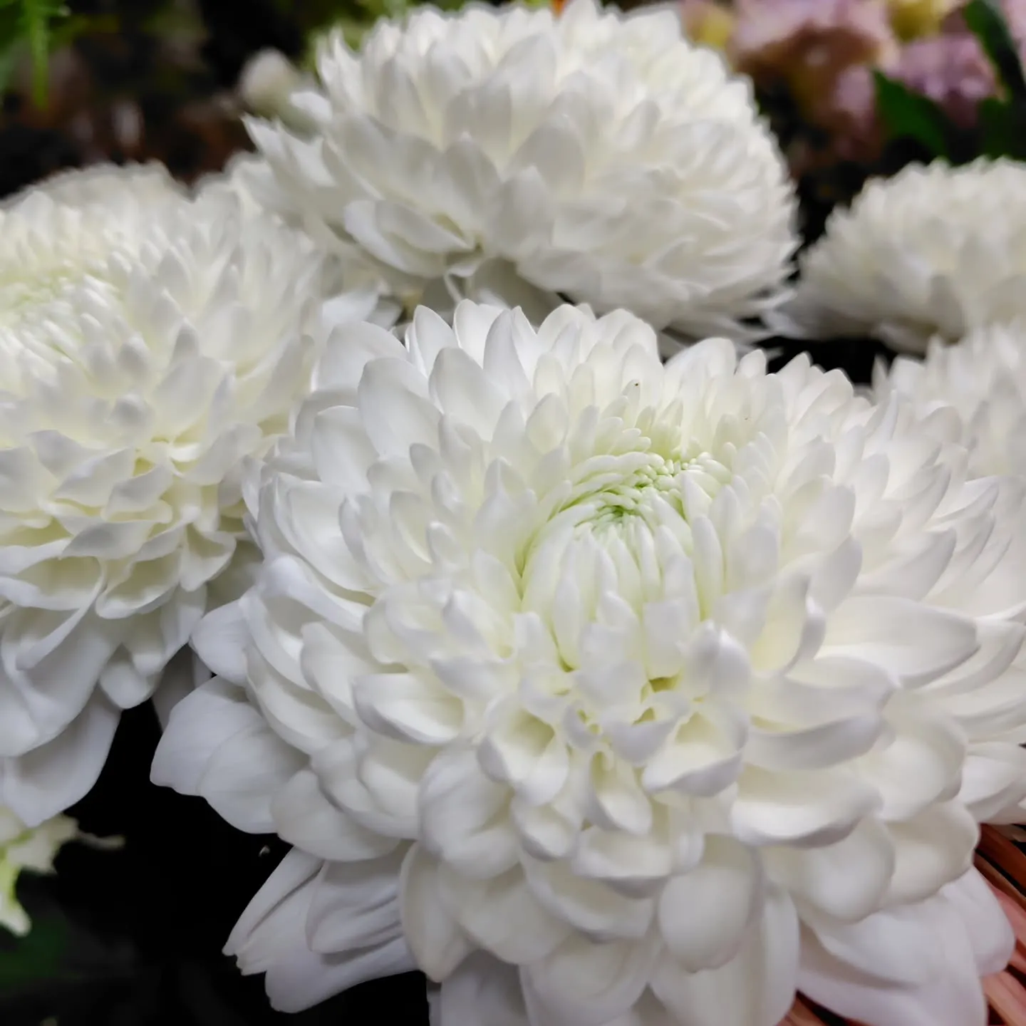 マノアサーモン