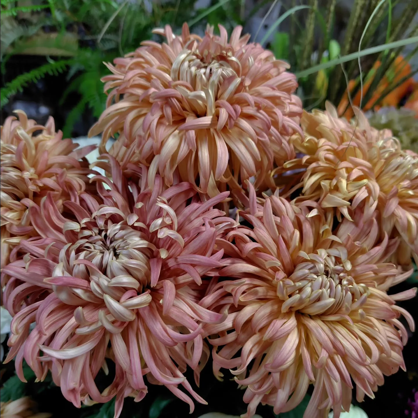 マノアサーモン