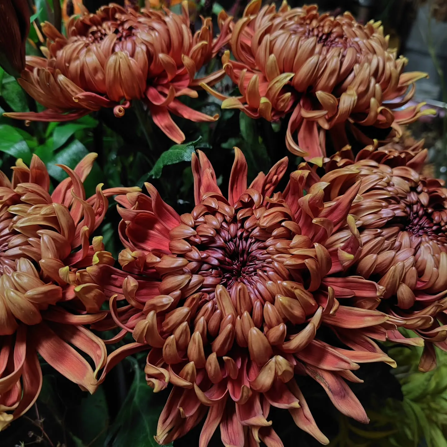 マノアサーモン