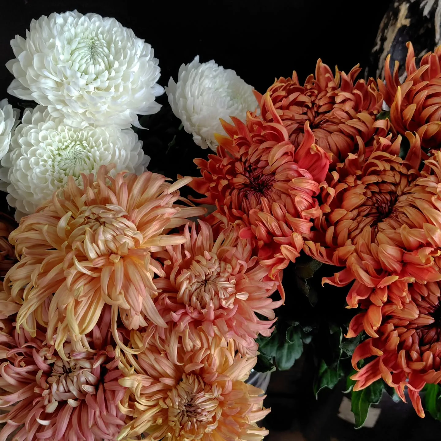 マノアサーモン