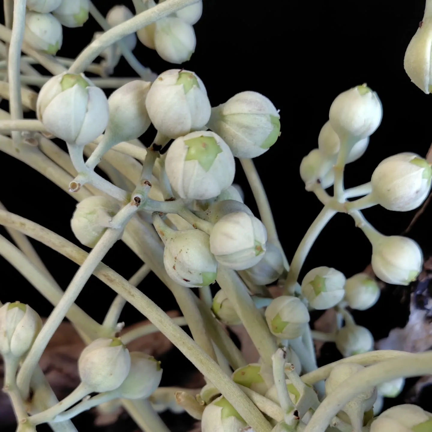 ふっふっふっな朝