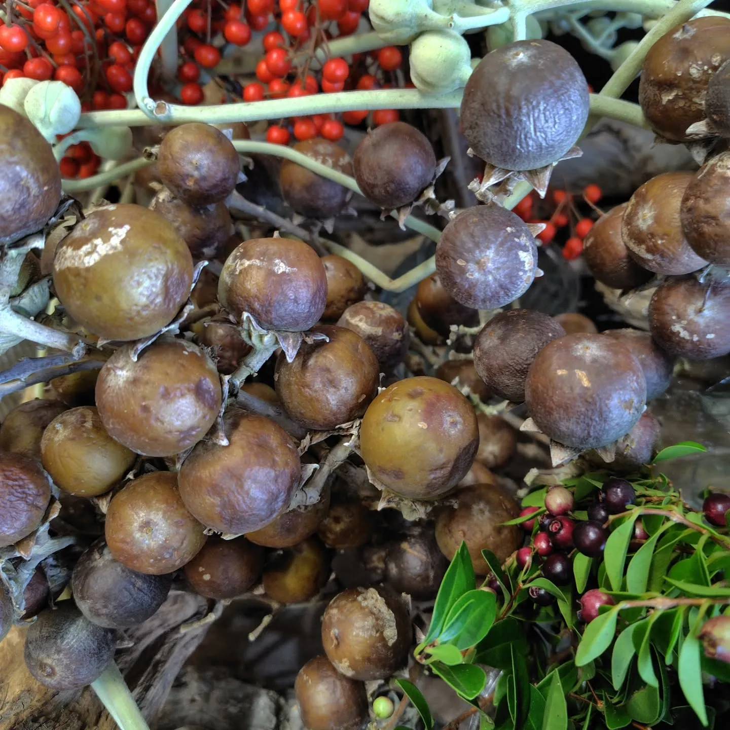 ふっふっふっな朝