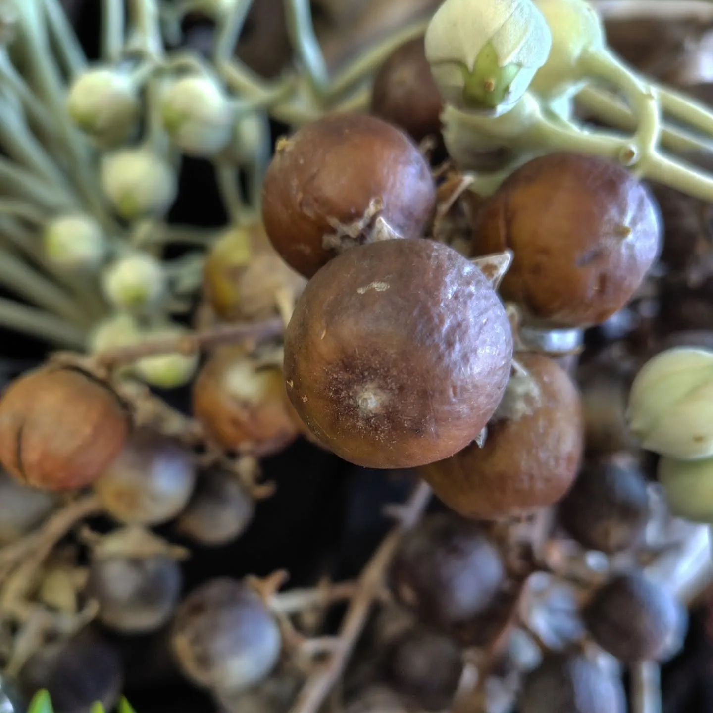 ふっふっふっな朝