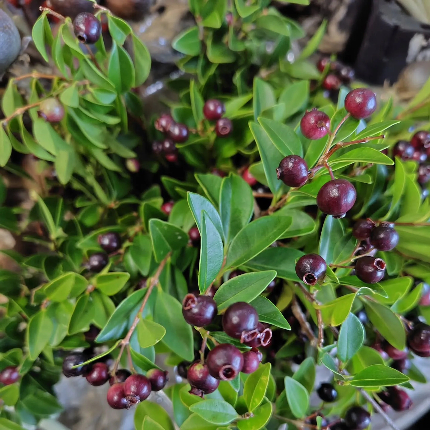 ふっふっふっな朝