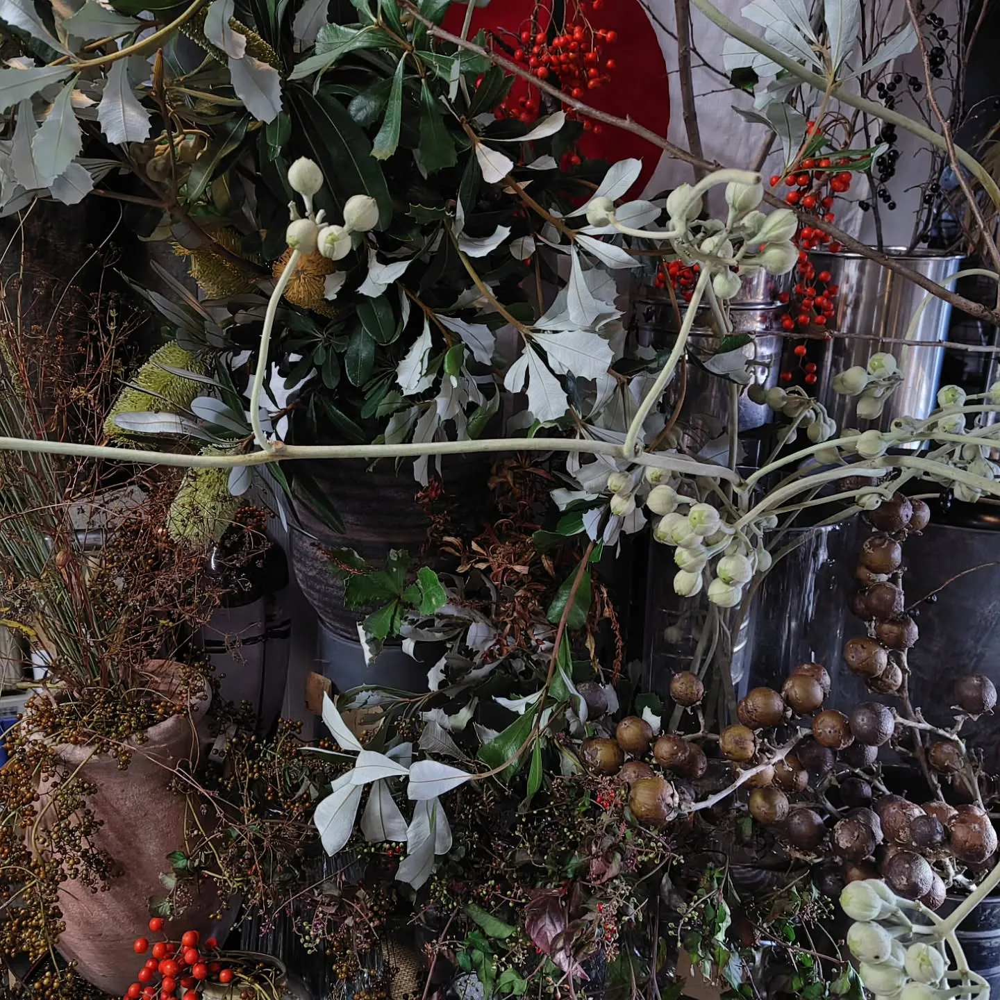 沖縄から色々きてる今日の草🌿