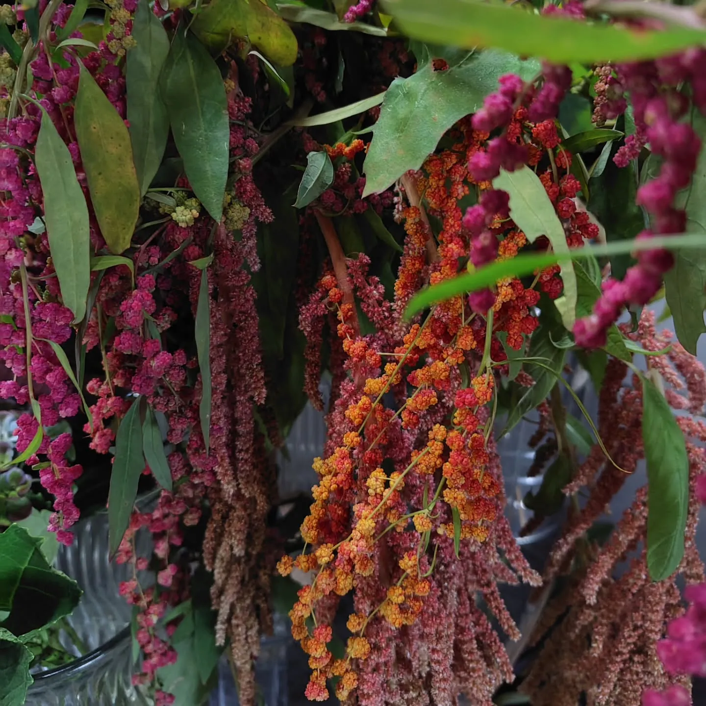 沖縄から色々きてる今日の草🌿