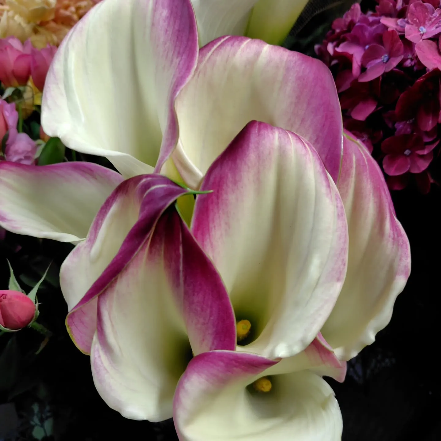 沖縄から色々きてる今日の草🌿