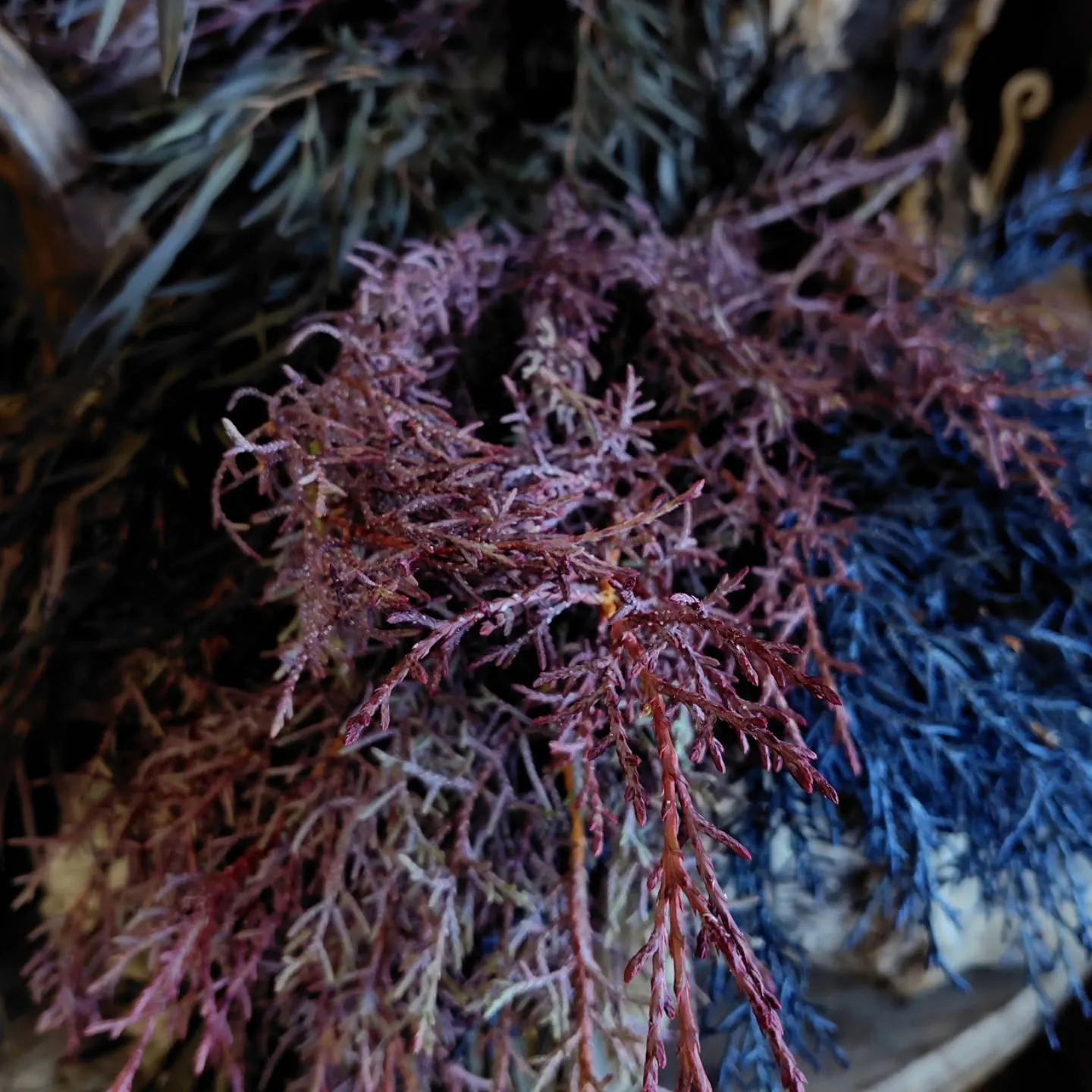 ブルーアイス　染