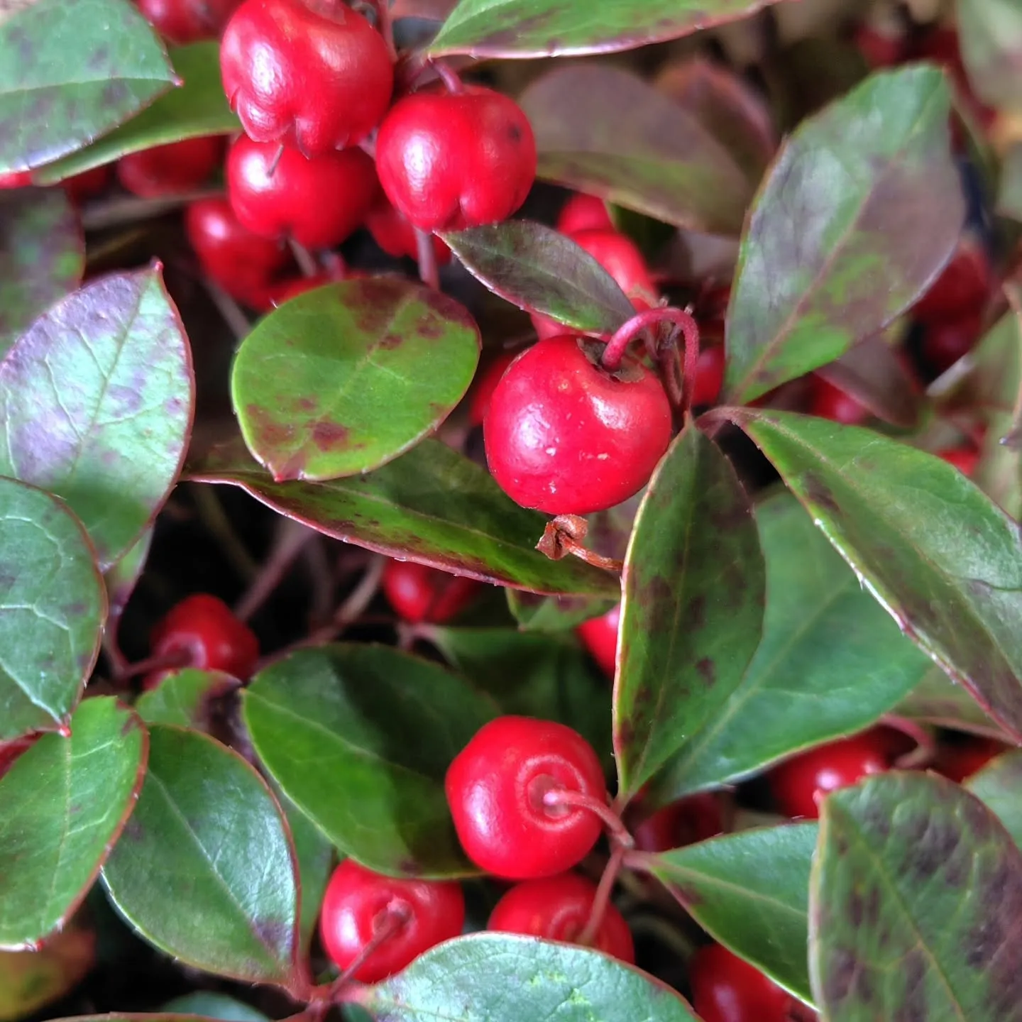 ぷりっプリ　🍒みたい