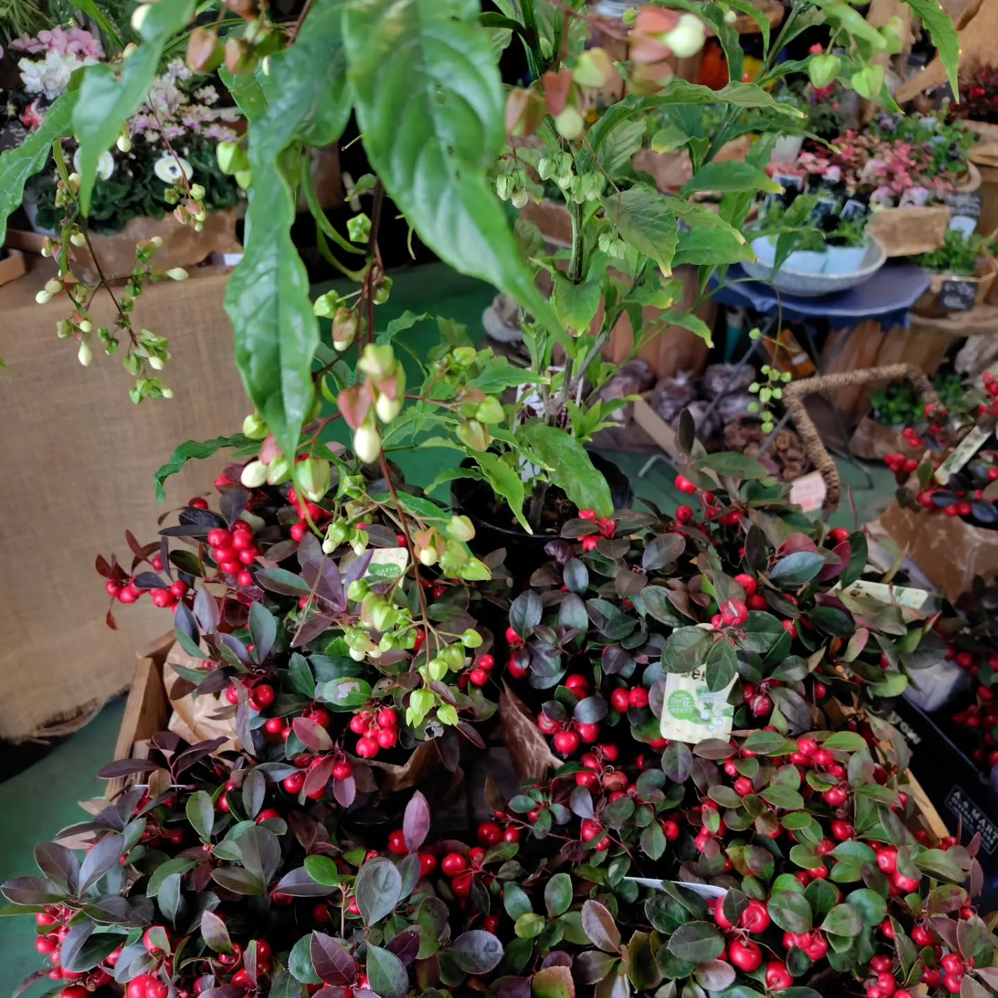 ぷりっプリ　🍒みたい