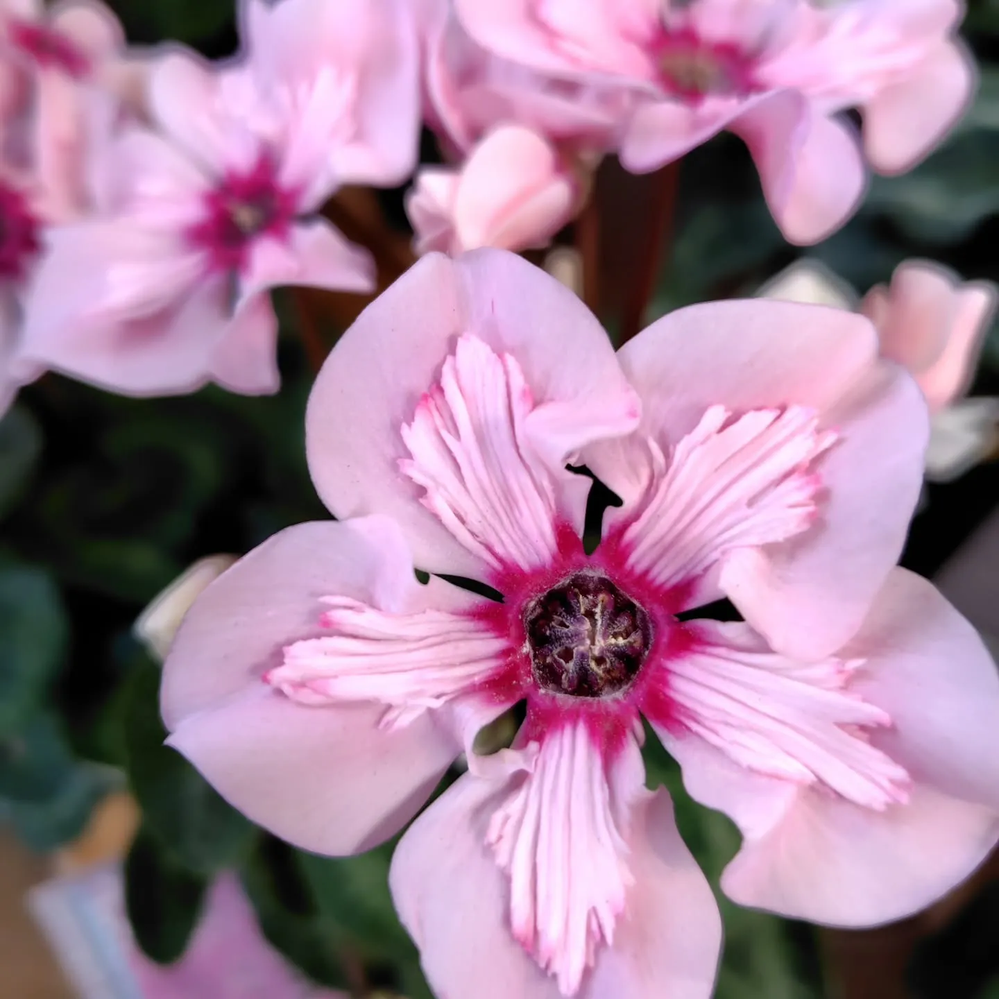 ぷりっプリ　🍒みたい