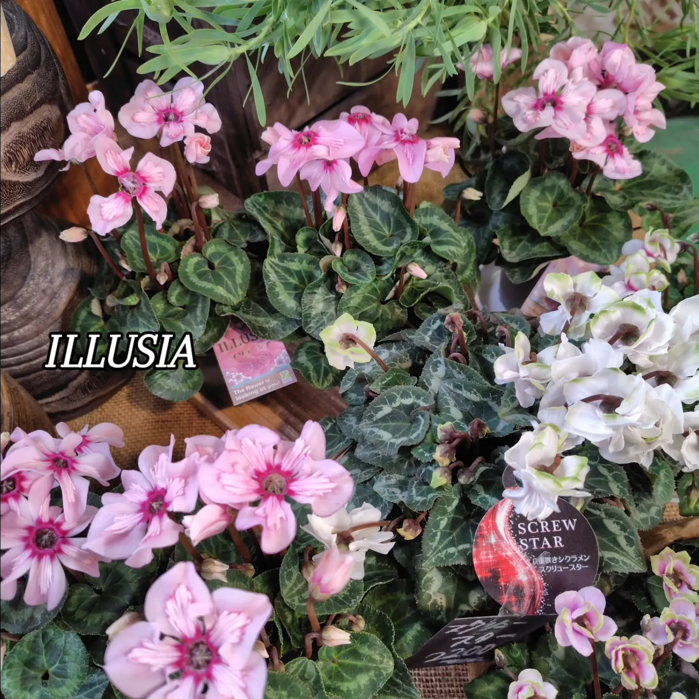 ぷりっプリ　🍒みたい