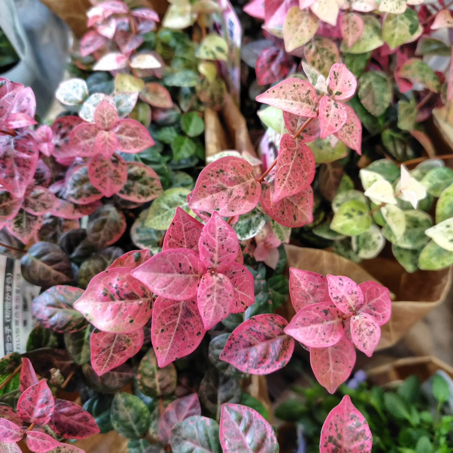 ぷりっプリ　🍒みたい