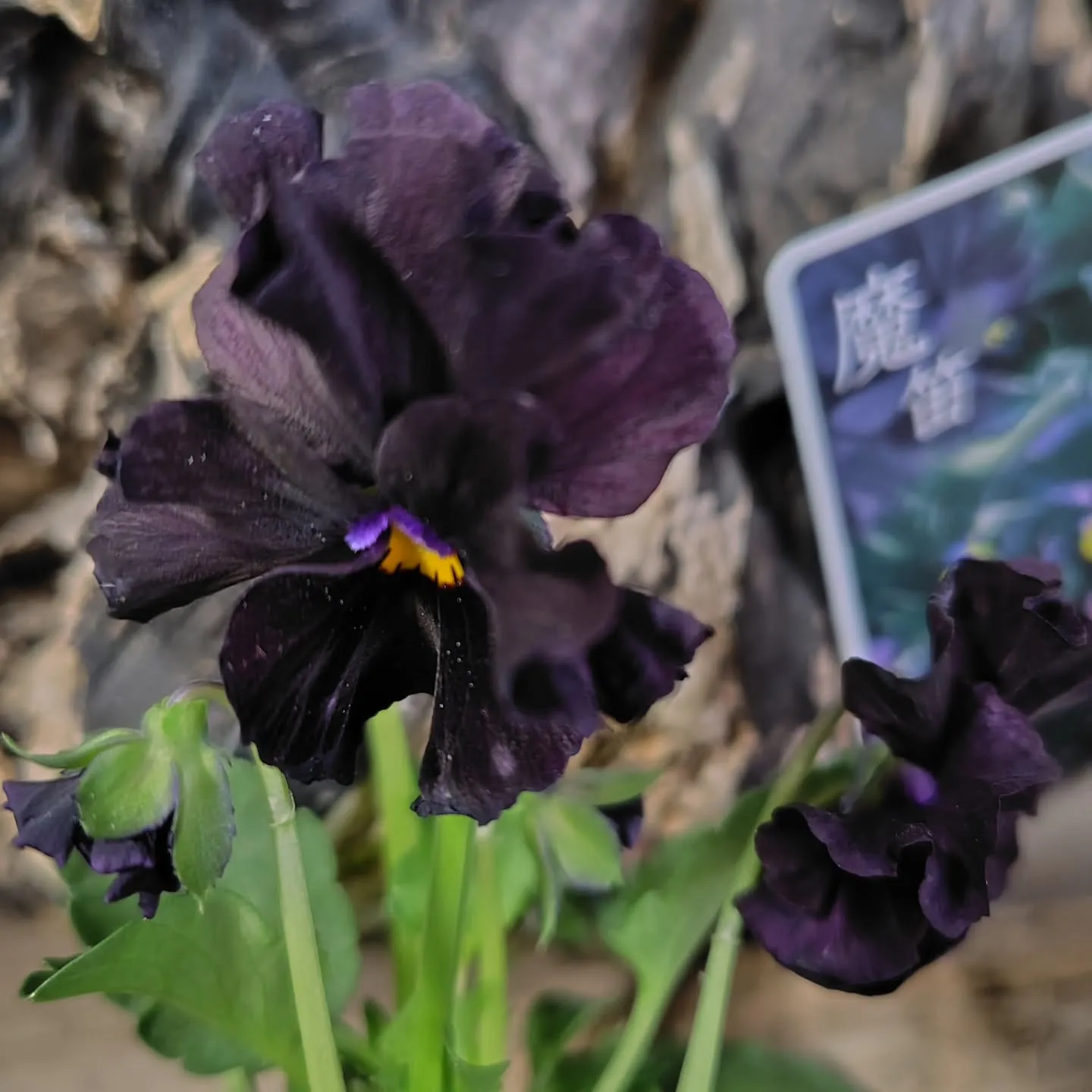 ぷりっプリ　🍒みたい