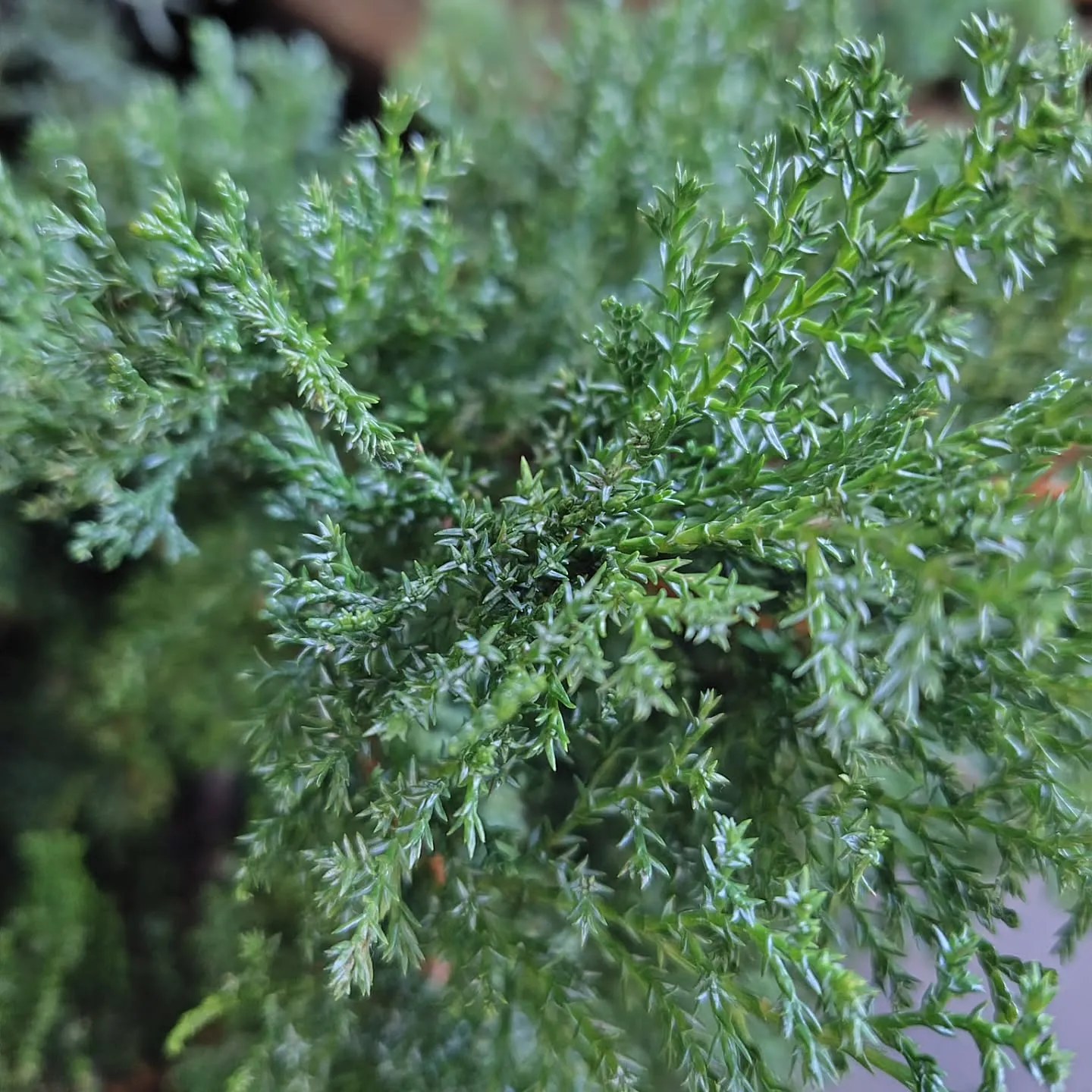 おはようさん🎑