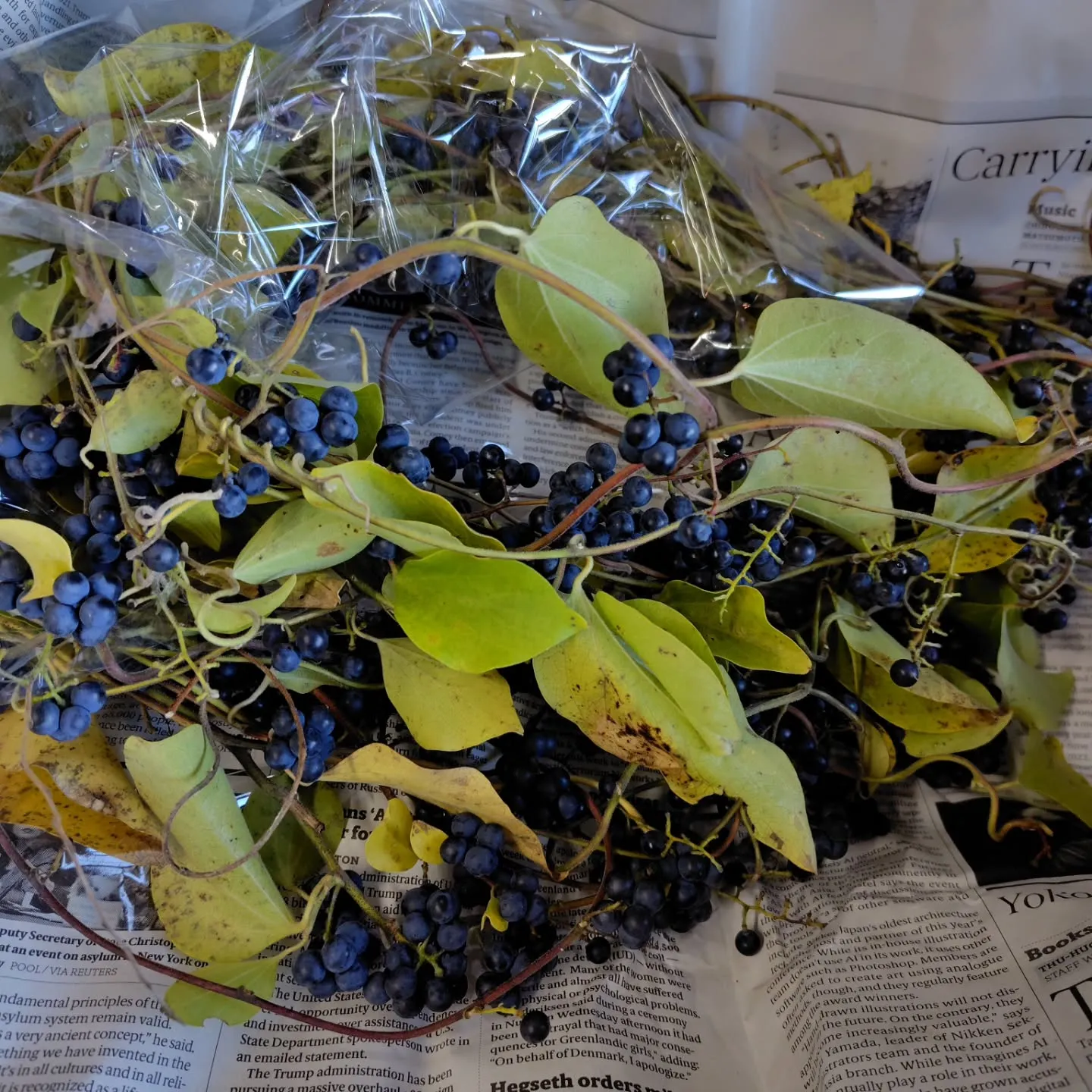 おはようさん🎑