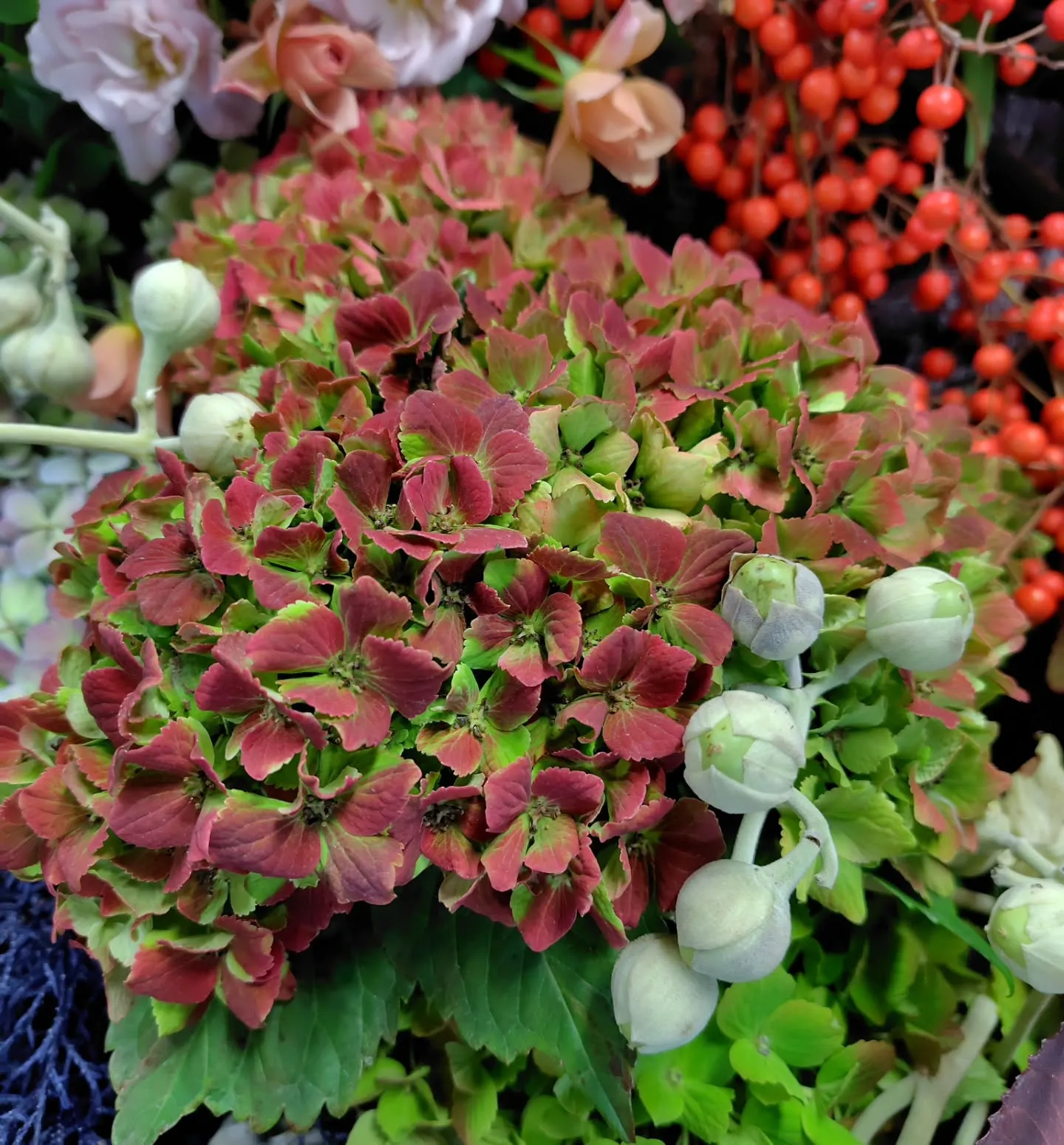 フラッフィーのグリーン