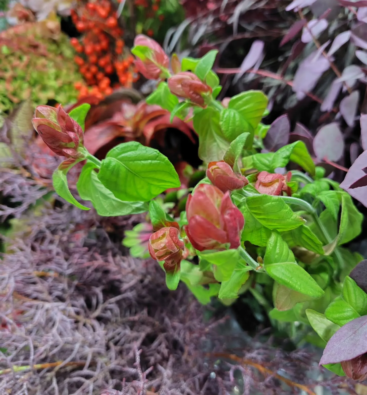 フラッフィーのグリーン