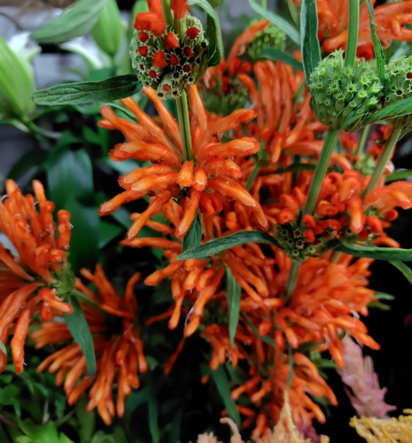 フラッフィーのグリーン