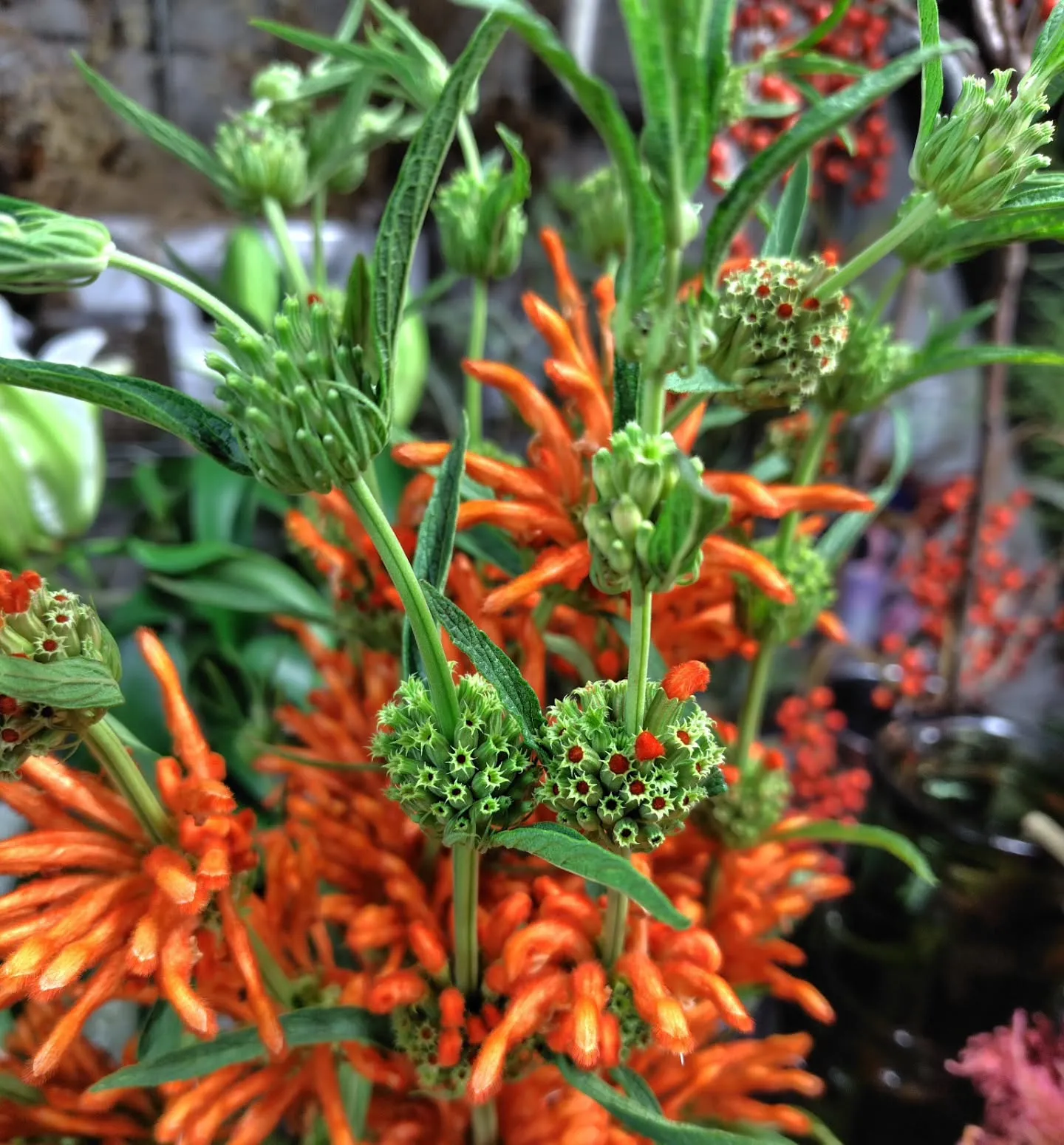 フラッフィーのグリーン