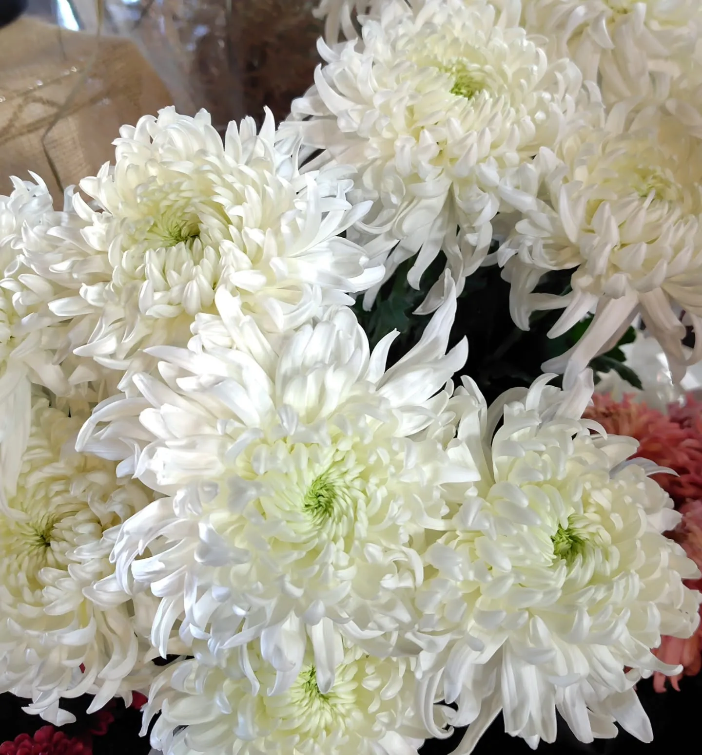 フラッフィーのグリーン