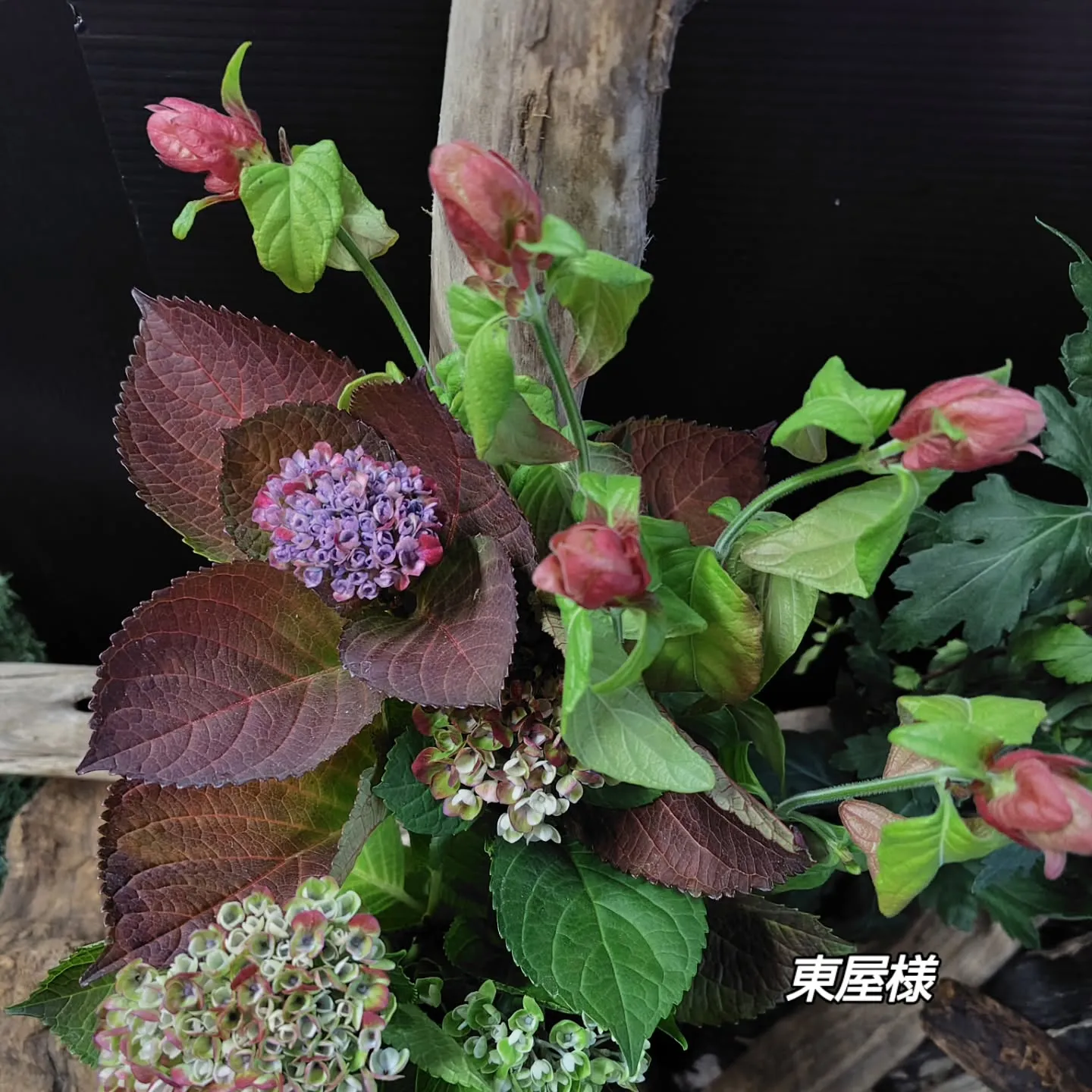 アジサイリーフ