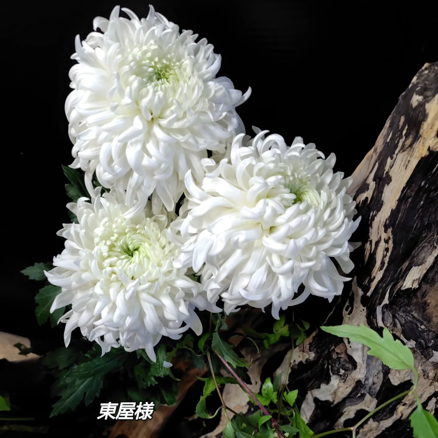 アジサイリーフ