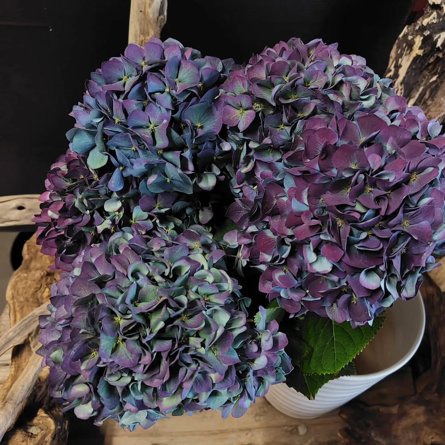 ピンパーネルアンティークブルー