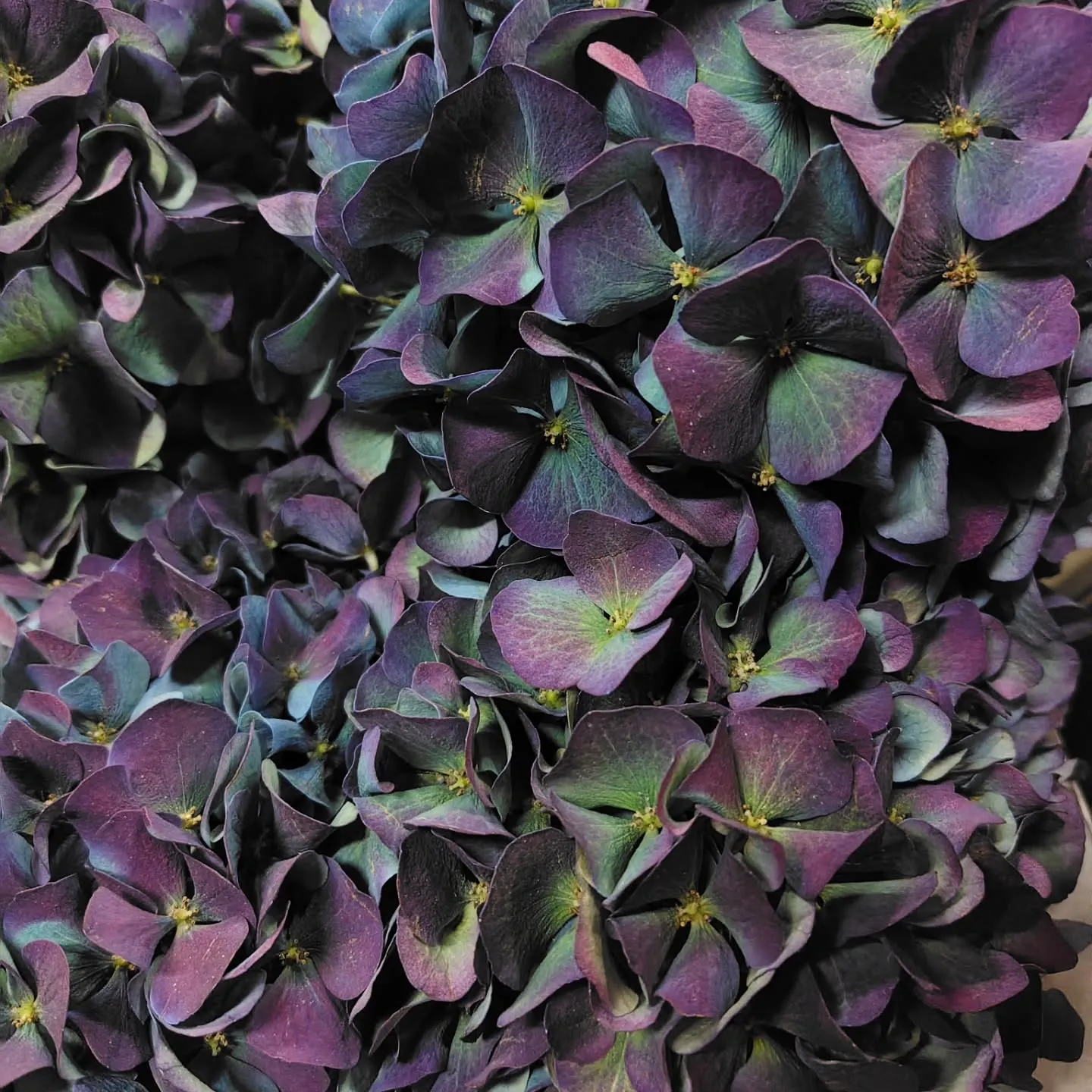 ピンパーネルアンティークブルー