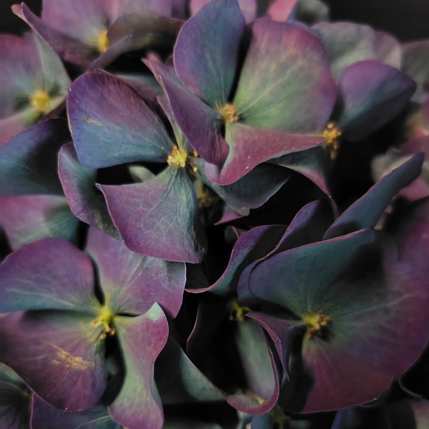 ピンパーネルアンティークブルー