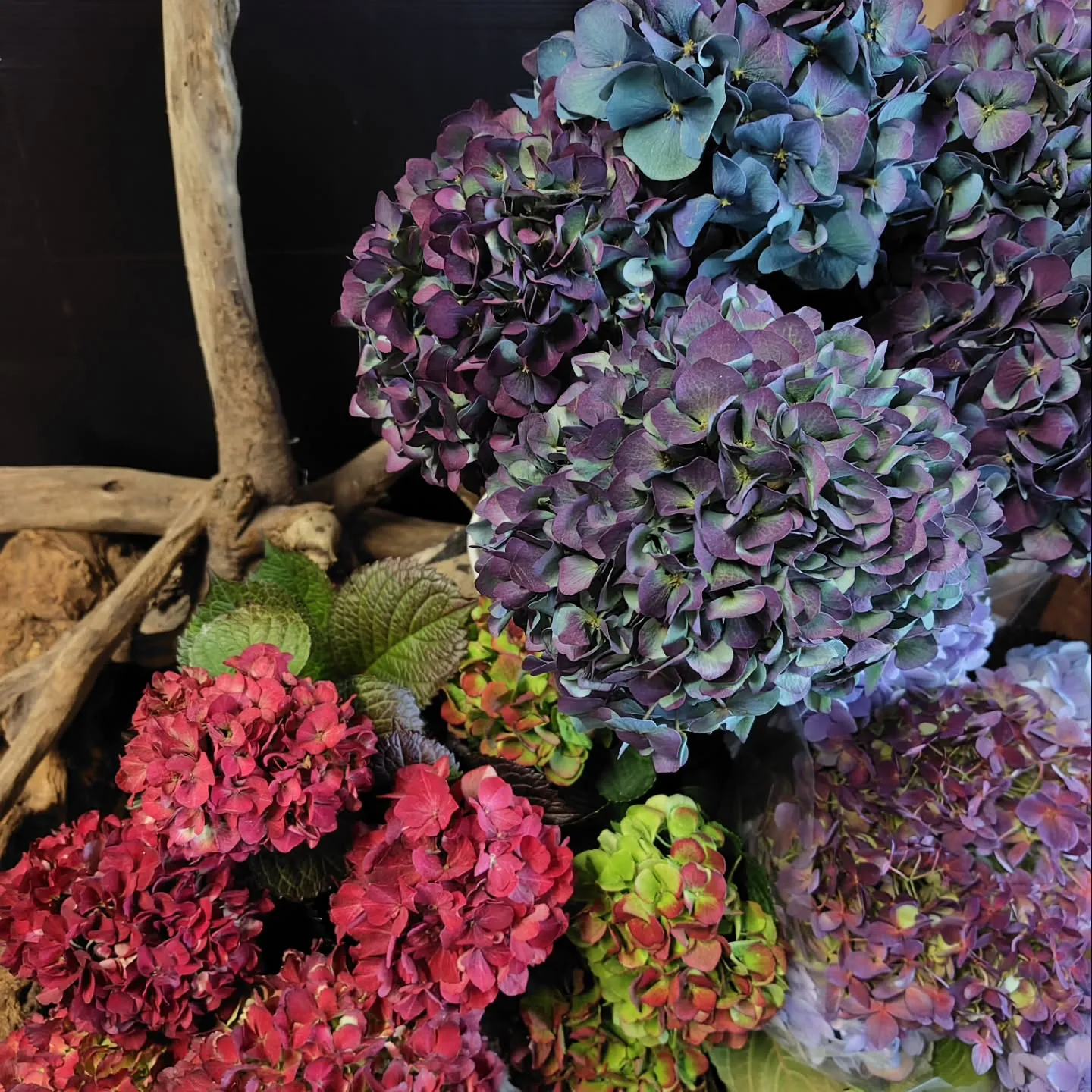 ピンパーネルアンティークブルー