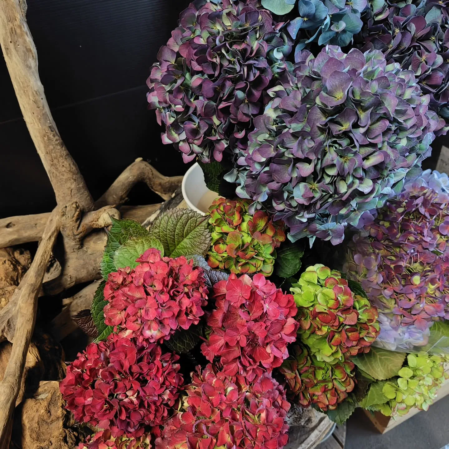 ピンパーネルアンティークブルー