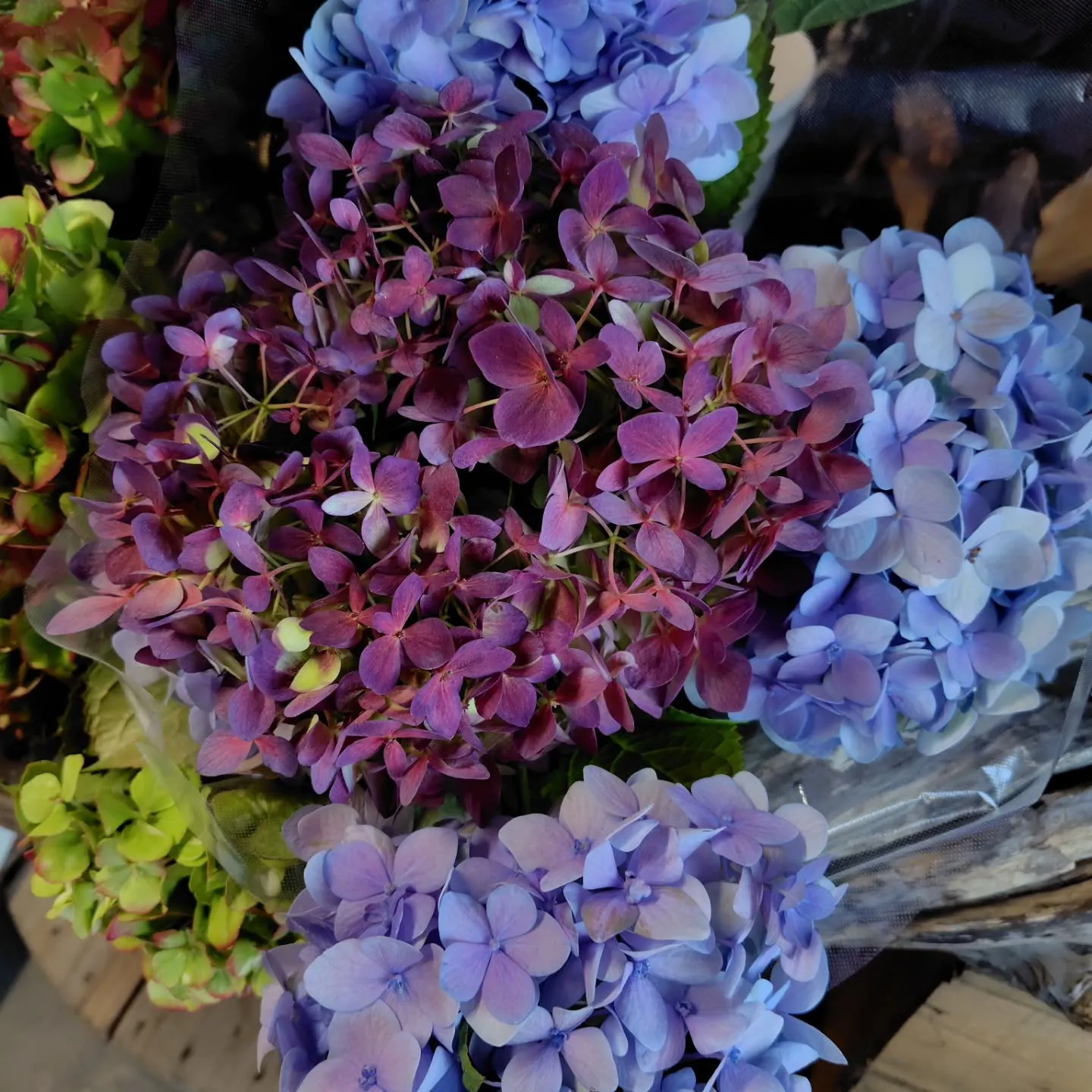 ピンパーネルアンティークブルー