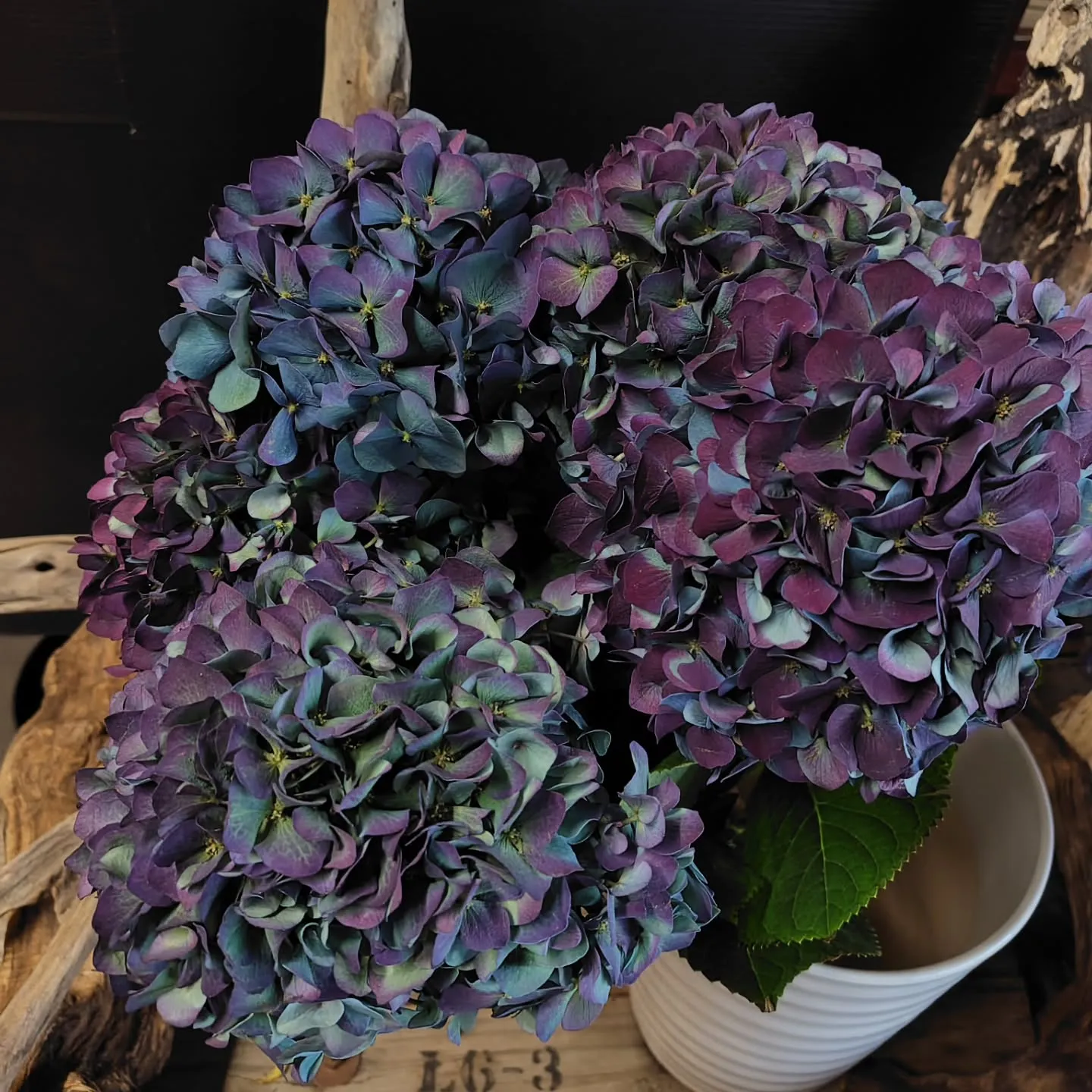 ピンパーネルアンティークブルー