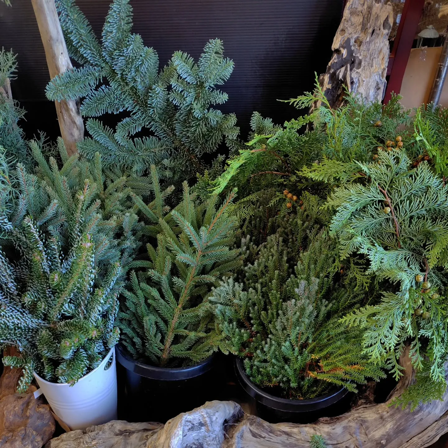 個性溢れる葉っぱ達