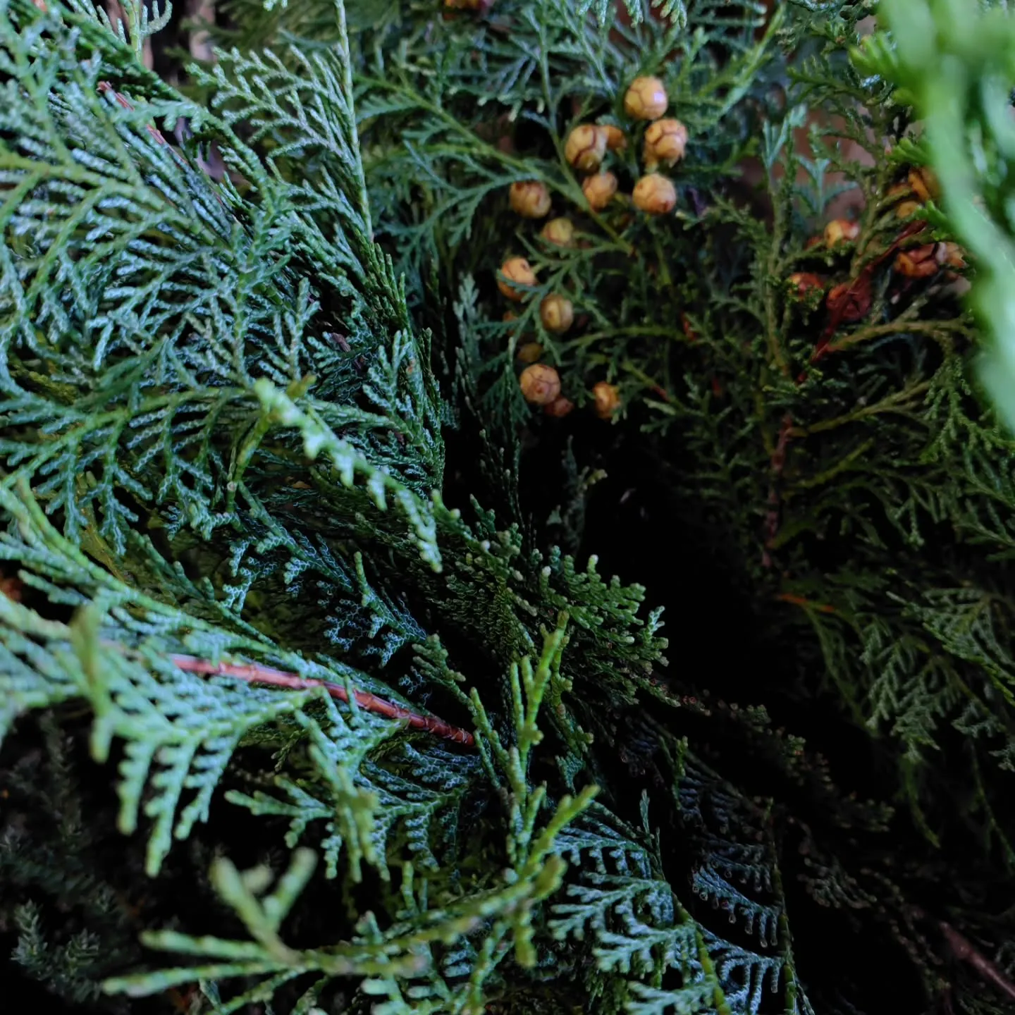 個性溢れる葉っぱ達