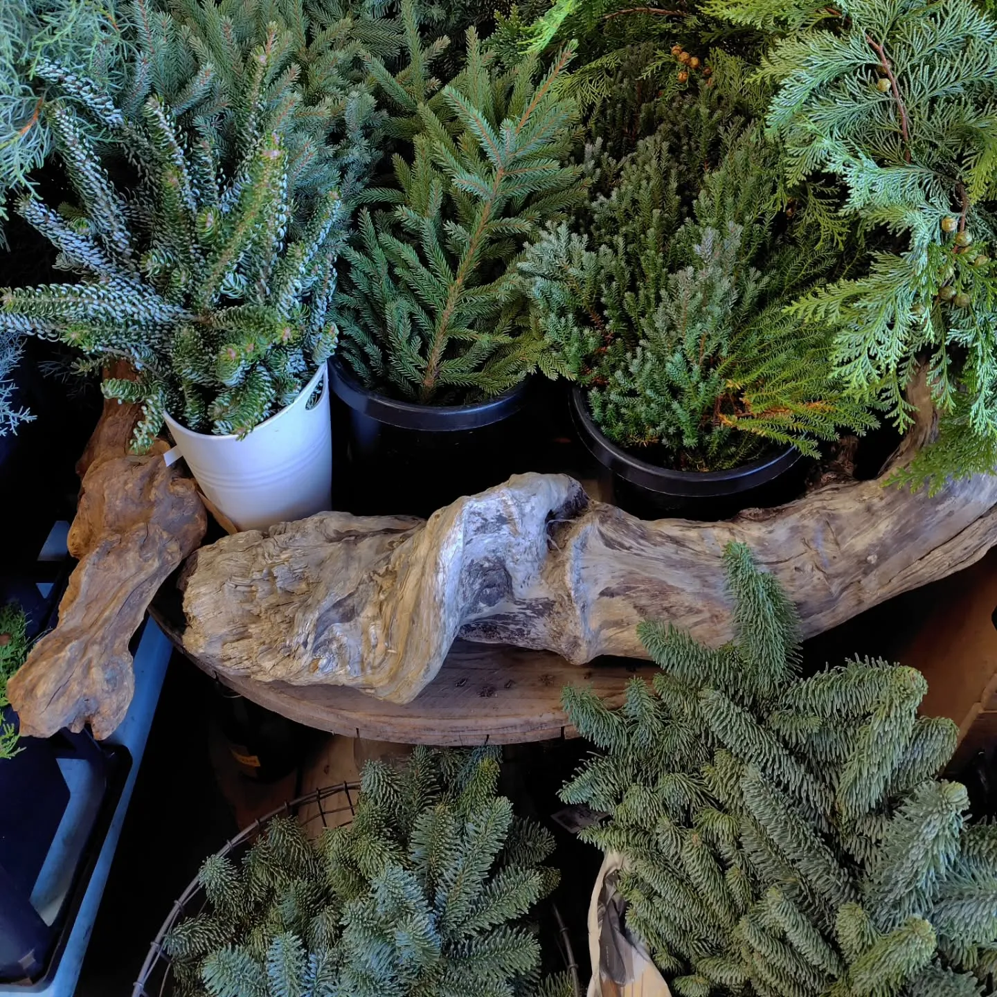 個性溢れる葉っぱ達