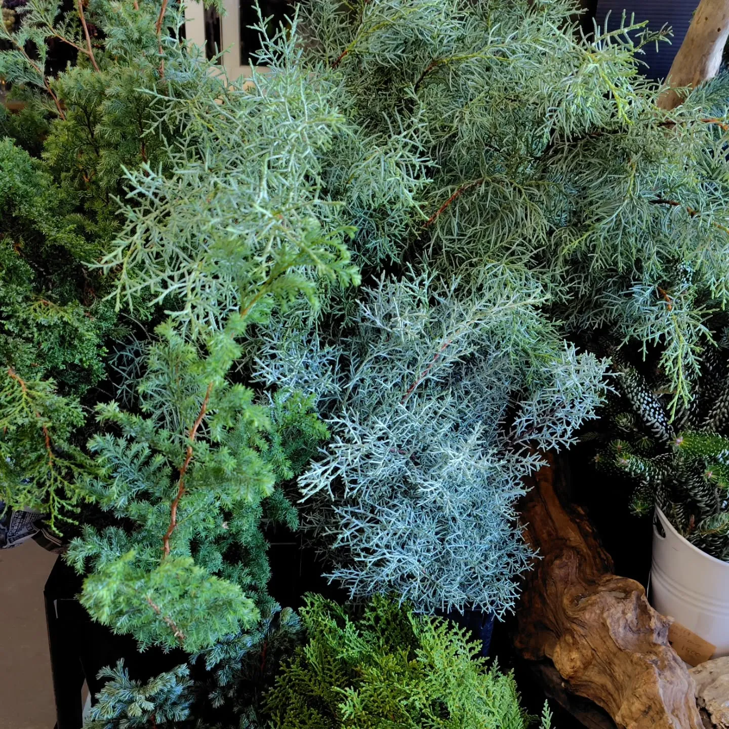 個性溢れる葉っぱ達