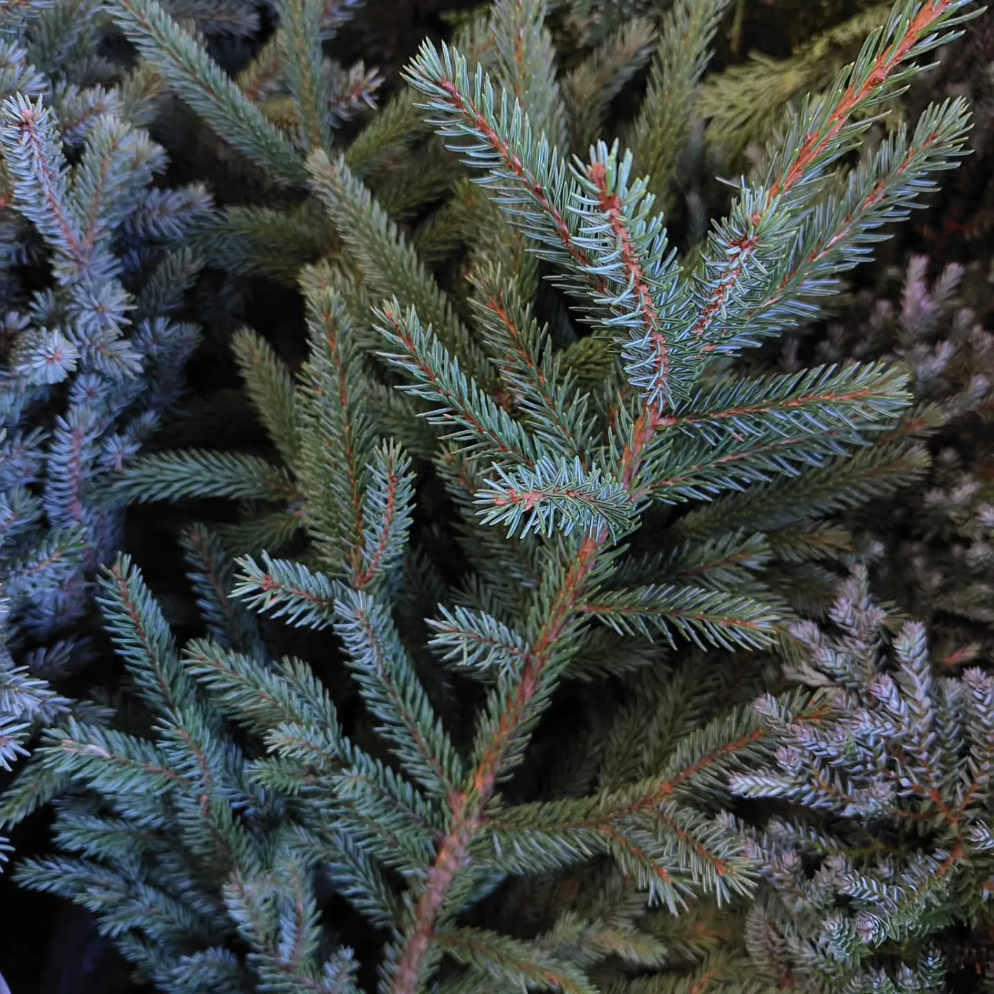 個性溢れる葉っぱ達