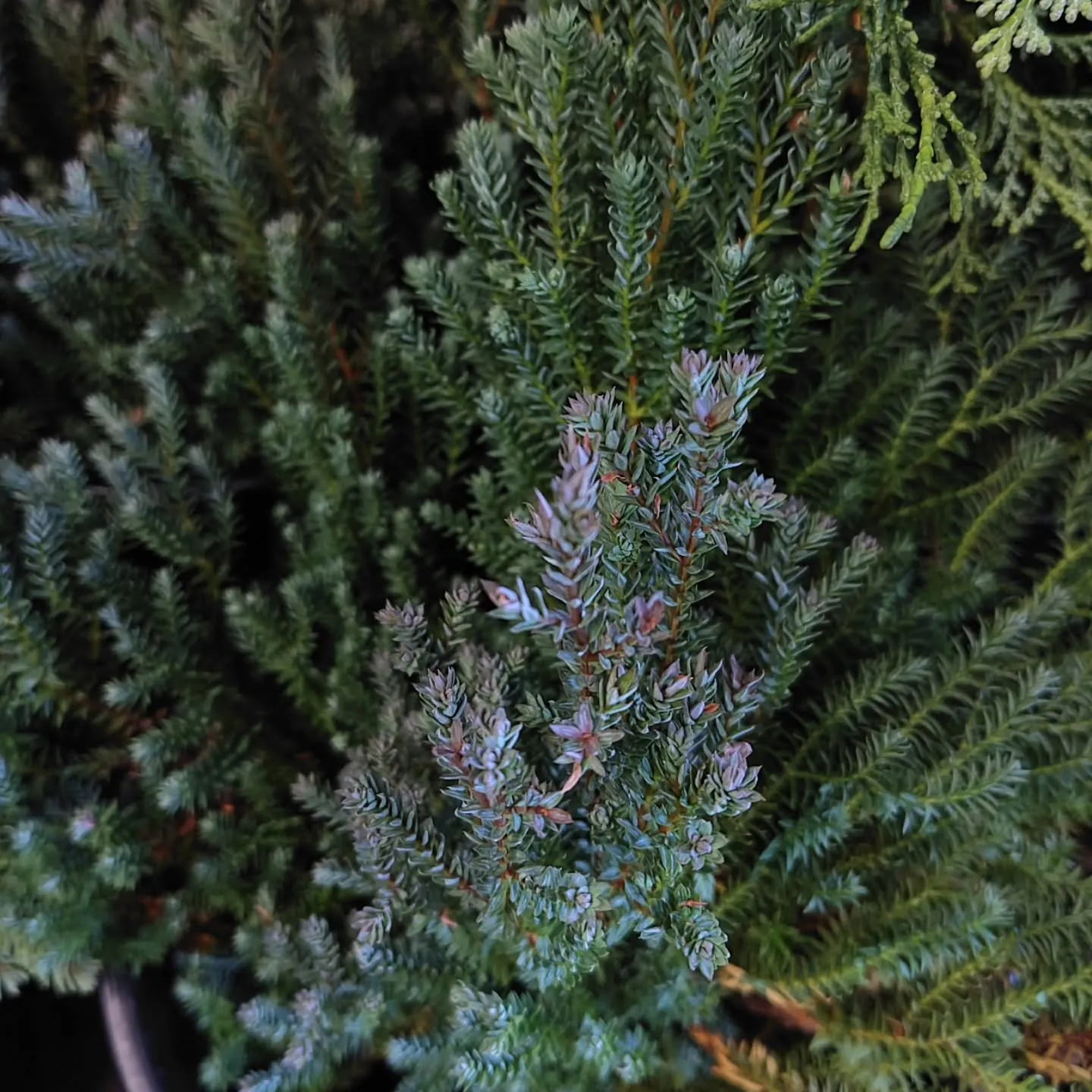 個性溢れる葉っぱ達