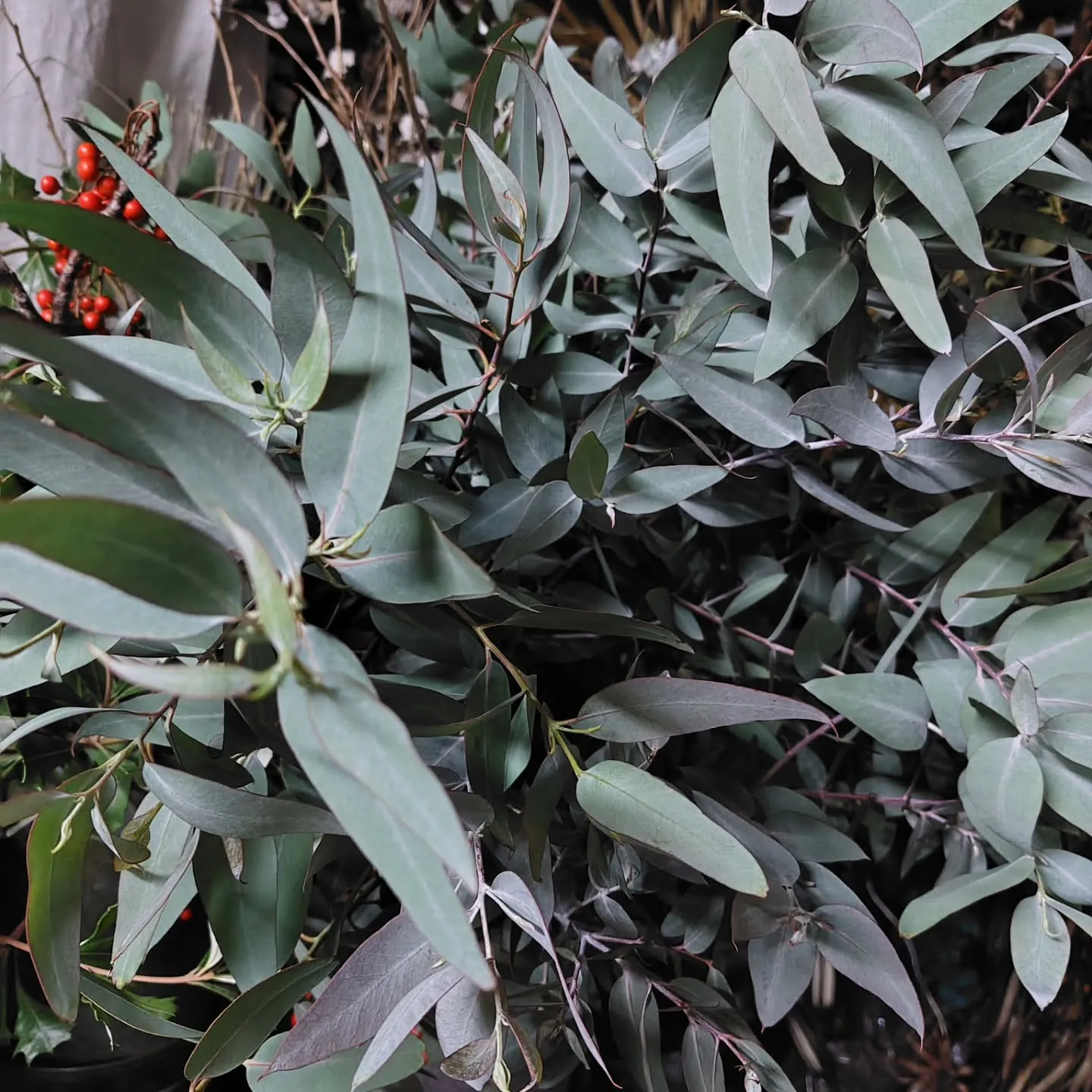 個性溢れる葉っぱ達