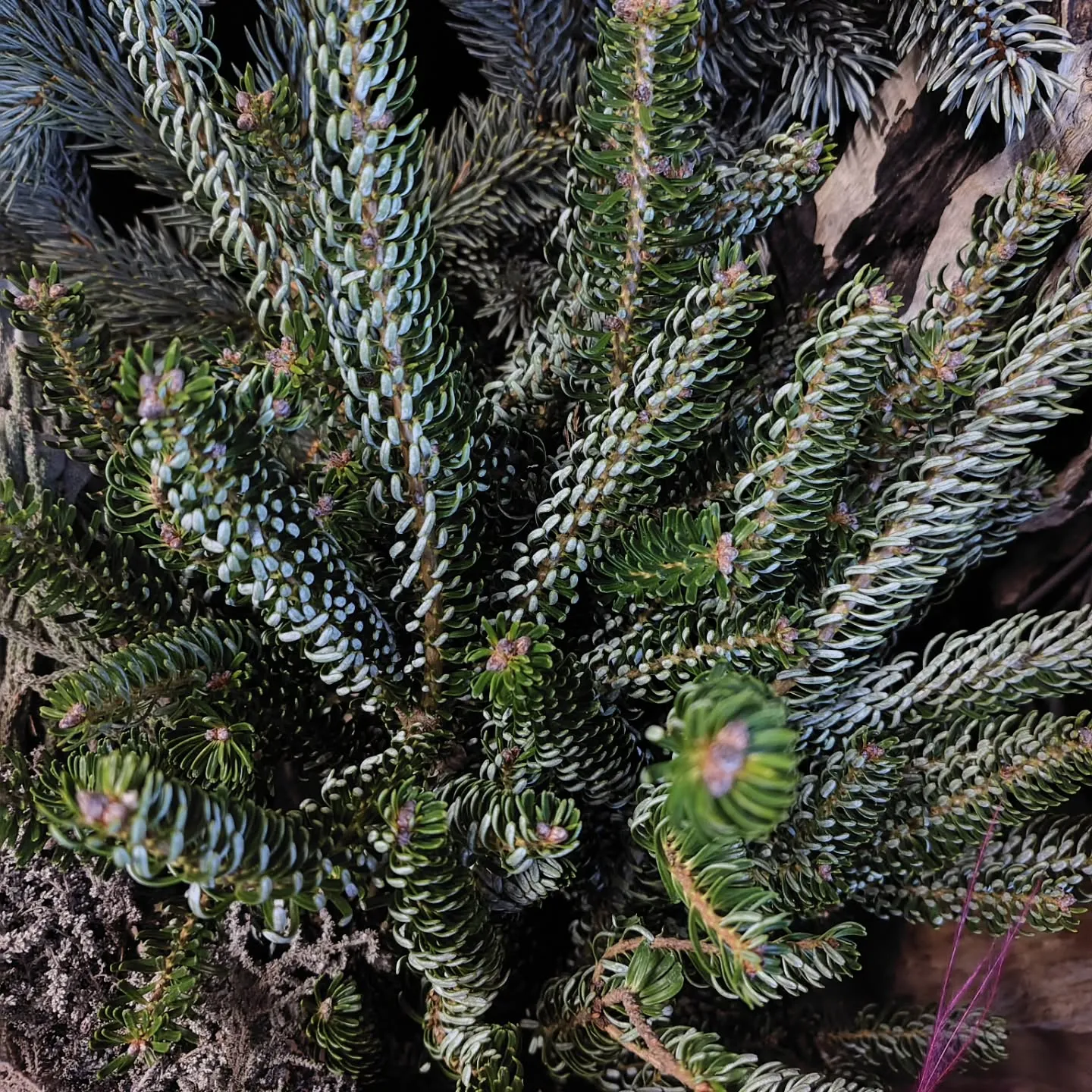 個性溢れる葉っぱ達