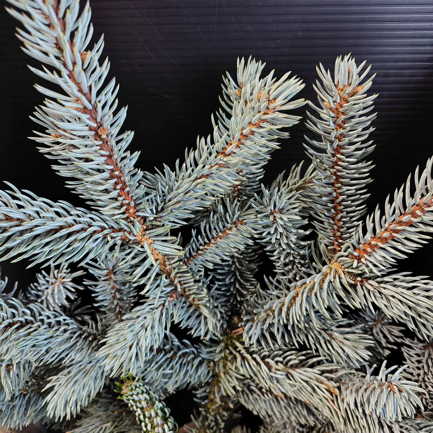 個性溢れる葉っぱ達