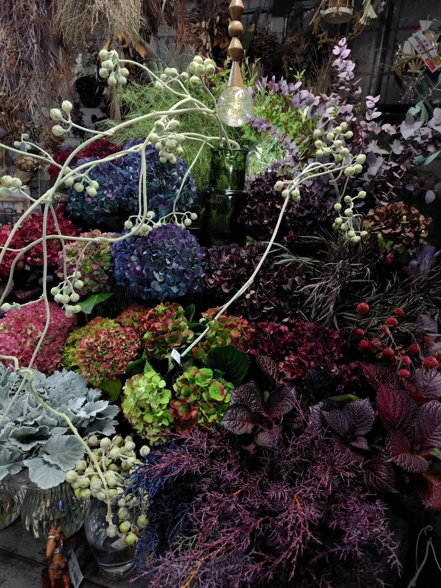 ウラジロアサガオ