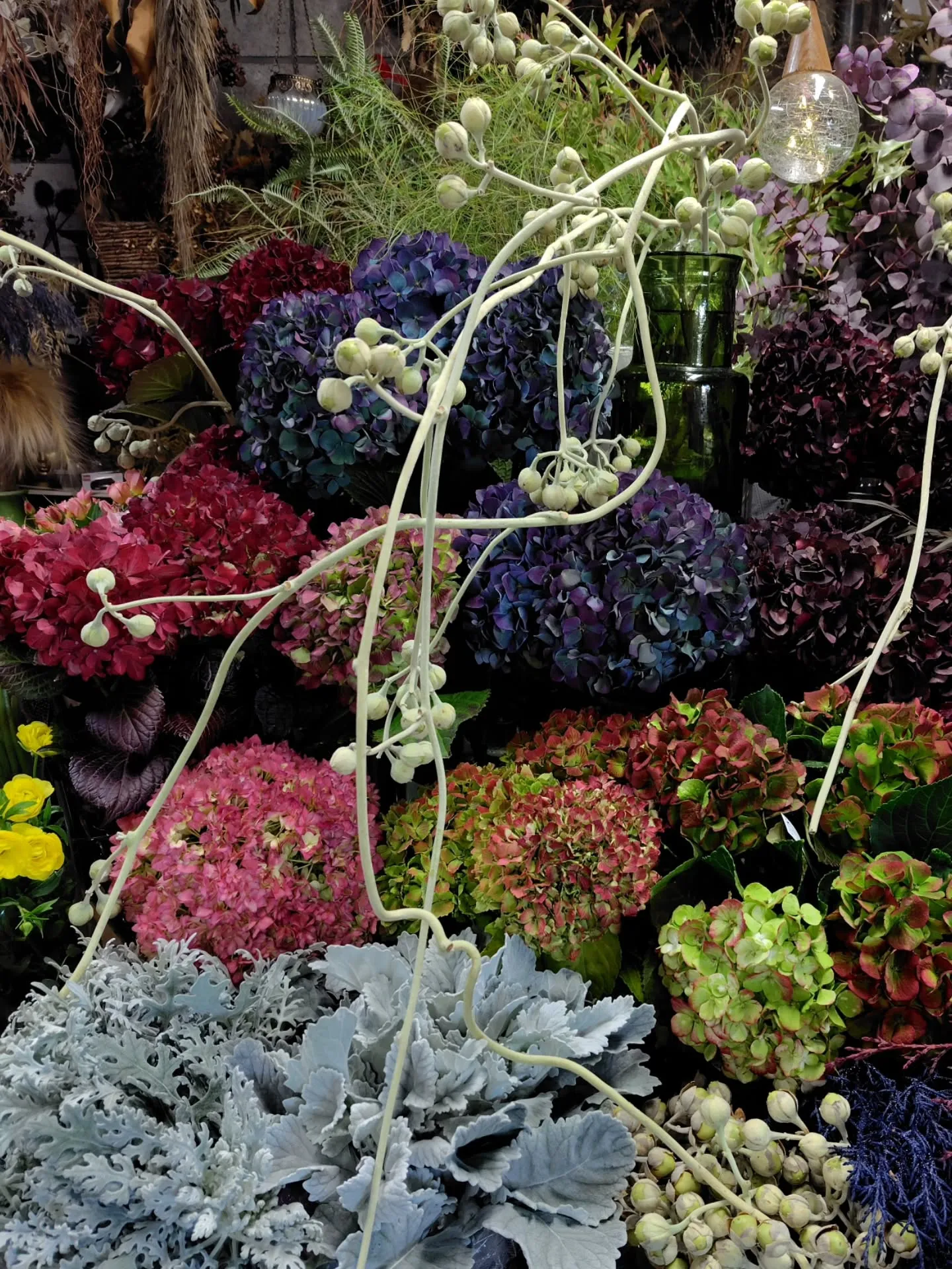 ウラジロアサガオ