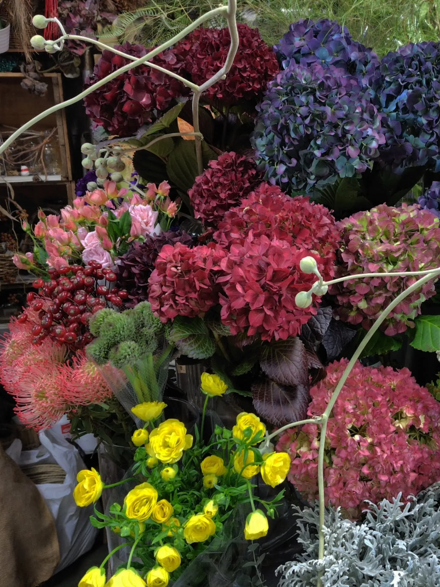 ウラジロアサガオ