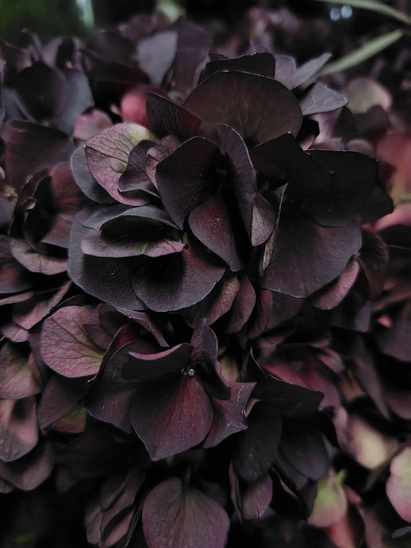 ウラジロアサガオ